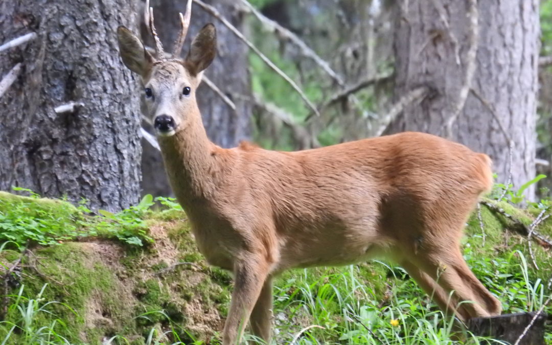 Gestion de la chasse